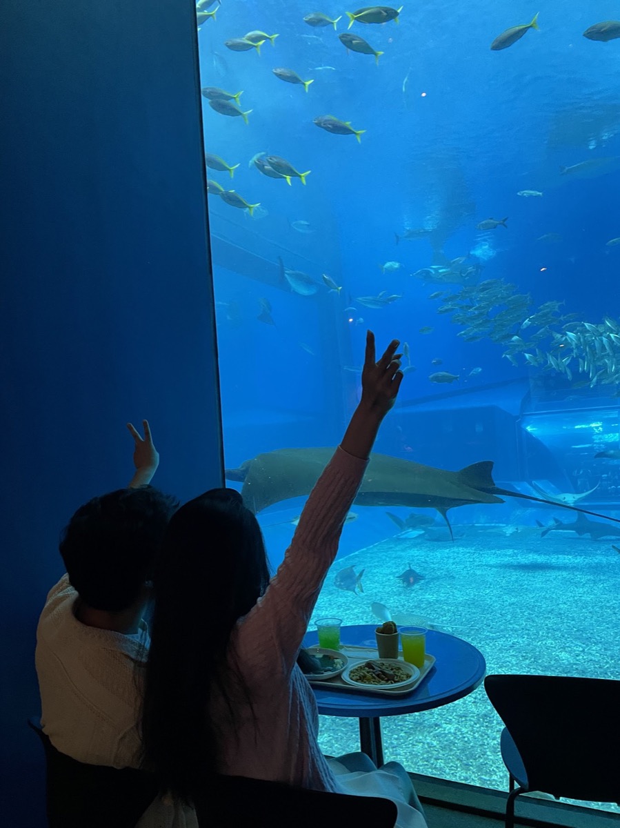manta-ray